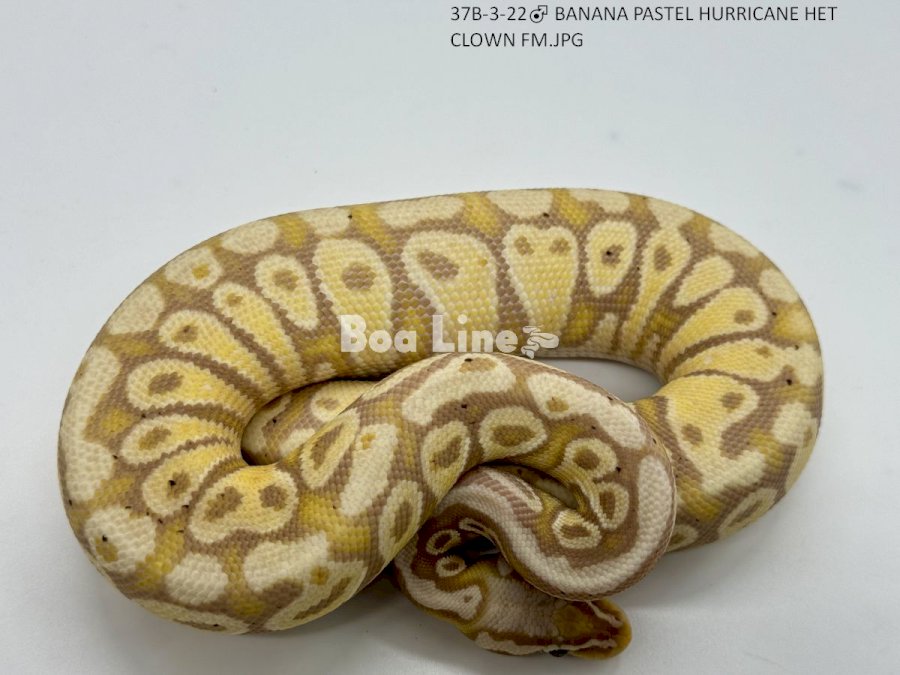 BANANA PASTEL HURRICANE HET CLOWN FM